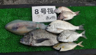 三重外湾漁協 錦事業所直営 釣り筏の2024年6月21日(金)2枚目の写真