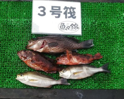 三重外湾漁協 錦事業所直営 釣り筏の2024年6月26日(水)2枚目の写真