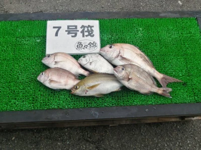 三重外湾漁協 錦事業所直営 釣り筏の2024年6月29日(土)2枚目の写真