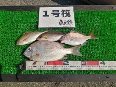 三重外湾漁協 錦事業所直営 釣り筏の2024年7月5日(金)1枚目の写真