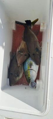 釣り船くわだの2024年10月16日(水)2枚目の写真