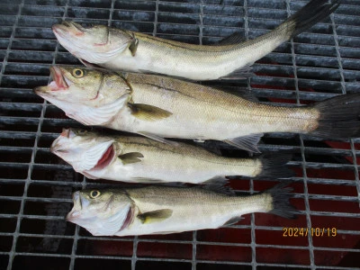 兵庫県尼崎 尼崎市立魚つり公園の釣果詳細|釣果・施設情報|釣りビジョン