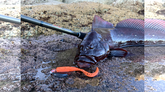 Rock'n Fish 78 新規開拓！北海道襟裳岬 6